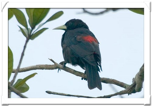 CACIQUE , RED RUMPED.jpg
