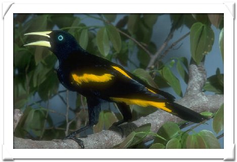 CACIQUE ,YELLOW RUMPED.jpg