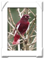 COTINGA , POMPADOUR.jpg