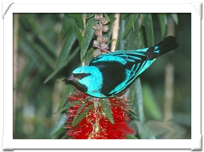 DACNIS , BLUE.jpg