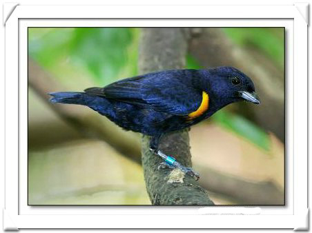 EUPHONIA , GOLDEN SIDED.jpg