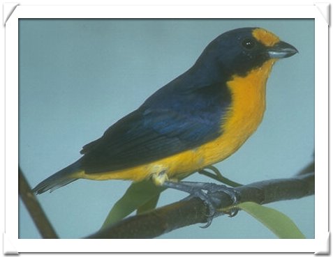EUPHONIA , VIOLACEOUS.jpg