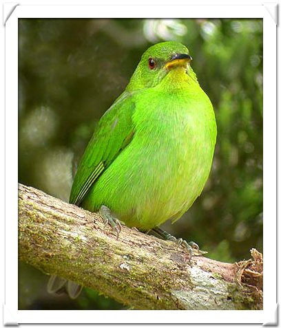 GREEN, HONEYCREEPER (F).jpg