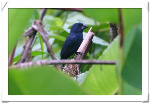 GROSBEAK , BLUE-BLACK.jpg