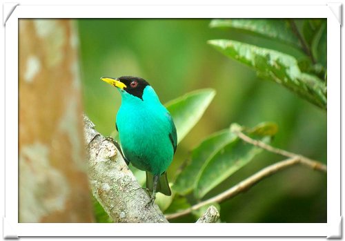 HONEYCREEPER , GREEN (M).jpg