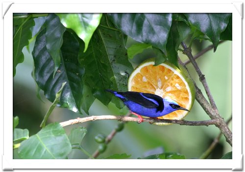 HONEYCREEPER , RED-LEGGED (M).jpg