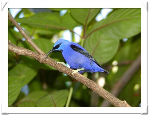 HONEYCREEPER , YELLOW-LEGGED.jpg