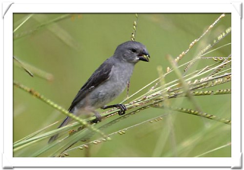 SEEDEATERS , PLUMBEOUS.jpg
