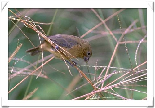 SEEDEATERS , VARIABLE.jpg