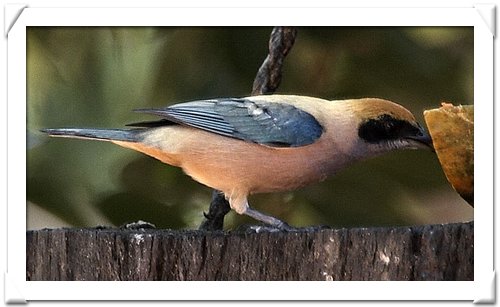 TANAGER , BURNISHED-BUFF.jpg