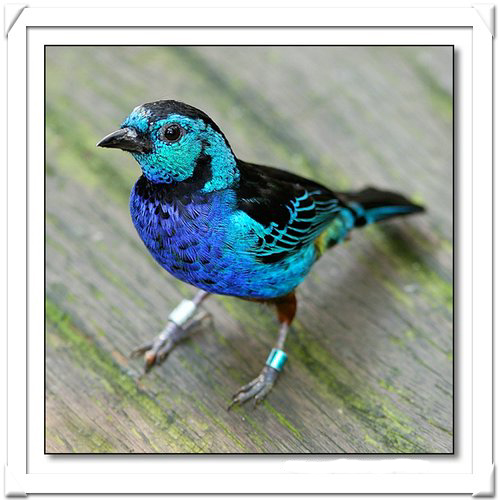 TANAGER , OPAL-RUMPED.jpg