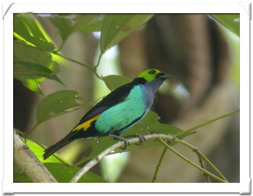 TANAGER , PARADISE.jpg