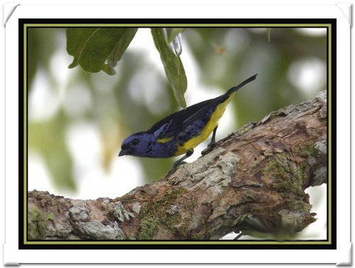 TANAGER , TURQUOISE.jpg