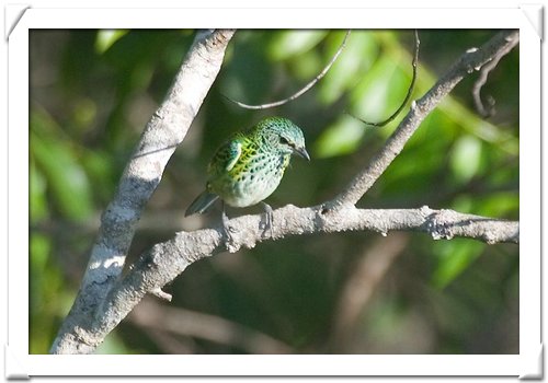 TANAGER ,SPOTTED.jpg