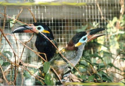 guyana toekanet.jpg