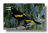 CACIQUE ,YELLOW RUMPED.jpg