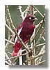 COTINGA , POMPADOUR.jpg