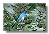 DACNIS , BLACK-FACED.jpg