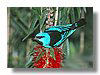 DACNIS , BLUE.jpg