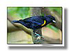 EUPHONIA , GOLDEN SIDED.jpg