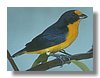 EUPHONIA , VIOLACEOUS.jpg