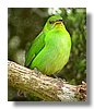 GREEN, HONEYCREEPER (F).jpg