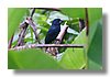 GROSBEAK , BLUE-BLACK.jpg