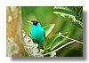 HONEYCREEPER , GREEN (M).jpg