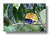 HONEYCREEPER , RED-LEGGED (M).jpg