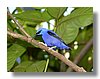 HONEYCREEPER , YELLOW-LEGGED.jpg