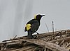 MORICHE ORIOLE.jpg