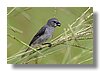 SEEDEATERS , PLUMBEOUS.jpg
