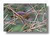 SEEDEATERS , VARIABLE.jpg