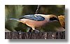 TANAGER , BURNISHED-BUFF.jpg