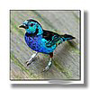 TANAGER , OPAL-RUMPED.jpg