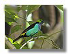 TANAGER , PARADISE.jpg