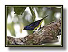 TANAGER , TURQUOISE.jpg