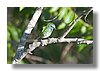 TANAGER ,SPOTTED.jpg
