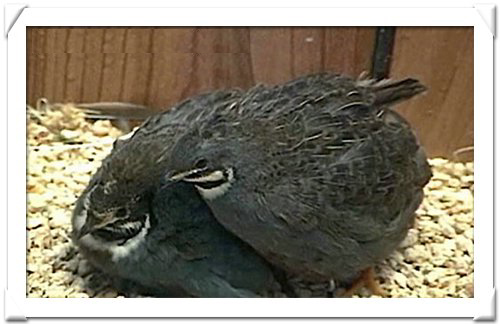 ButtonQuail.jpg