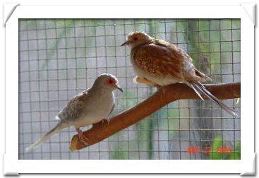 DOVE, DIAMOND, RED.jpg