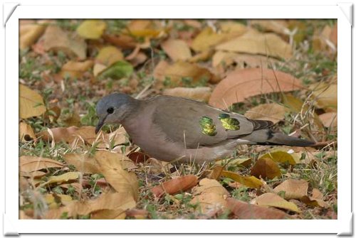 DOVE,EMERALD-SPOTTED WOOD.jpg