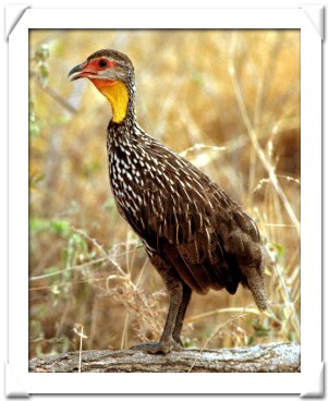FRANCOLIN, YELLOW NECKED.jpg