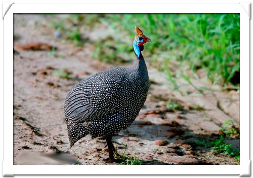 HELMETED GUINEA FOWL.jpg