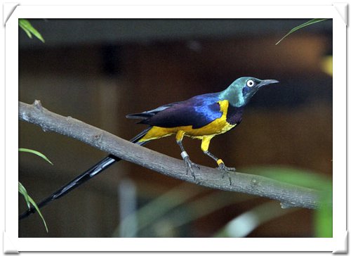 STARLING, GOLDEN-BREASTED.jpg