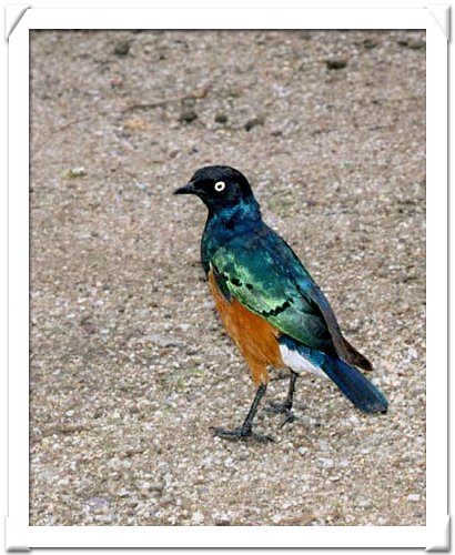 STARLING, SUPERB.jpg