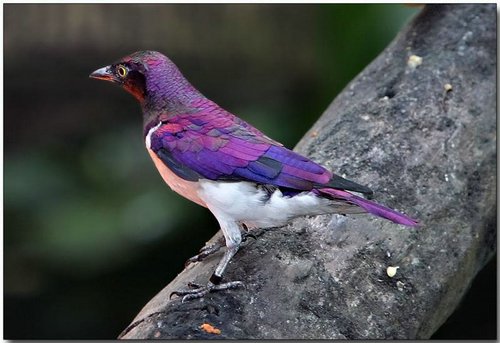 amethyst violet-back starling.jpg
