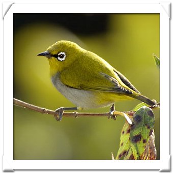 yellow white-eye.jpg
