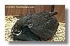ButtonQuail.jpg