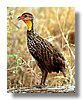 FRANCOLIN, YELLOW NECKED.jpg