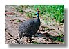 HELMETED GUINEA FOWL.jpg